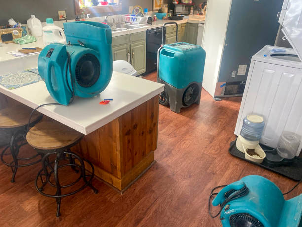 Best Mold removal after water damage  in Rincon, GA
