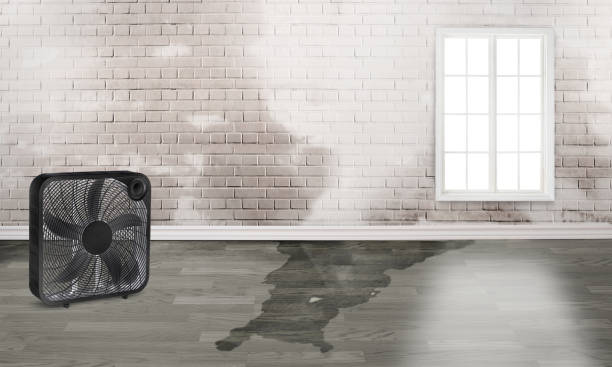 Best Water damage restoration near me  in Rincon, GA